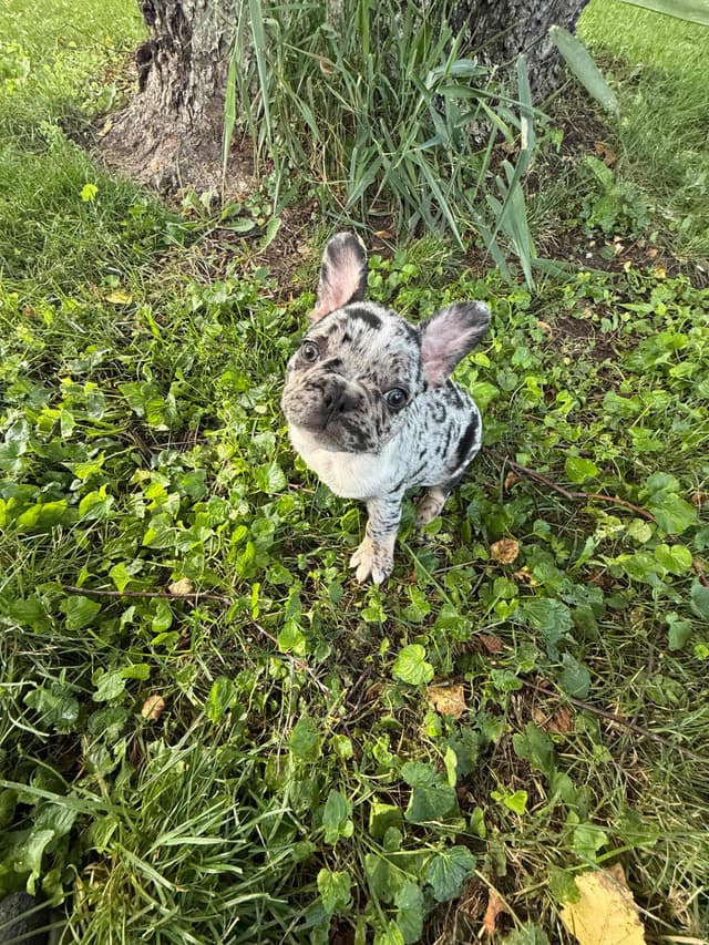 French Bulldog Puppies media 10