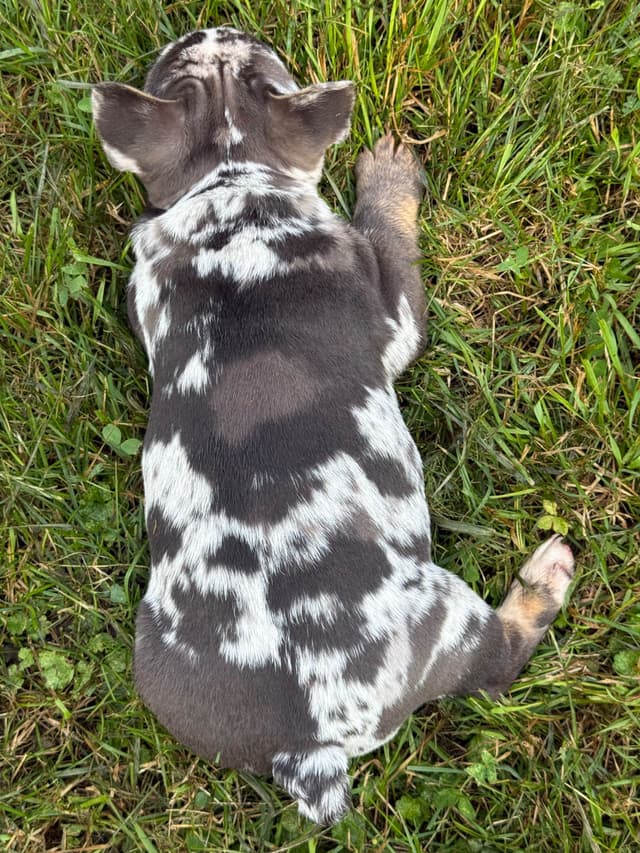 French Bulldog Puppies media 11