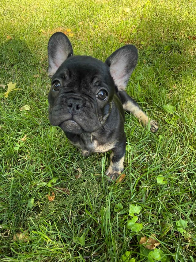 French Bulldog Puppies media 12