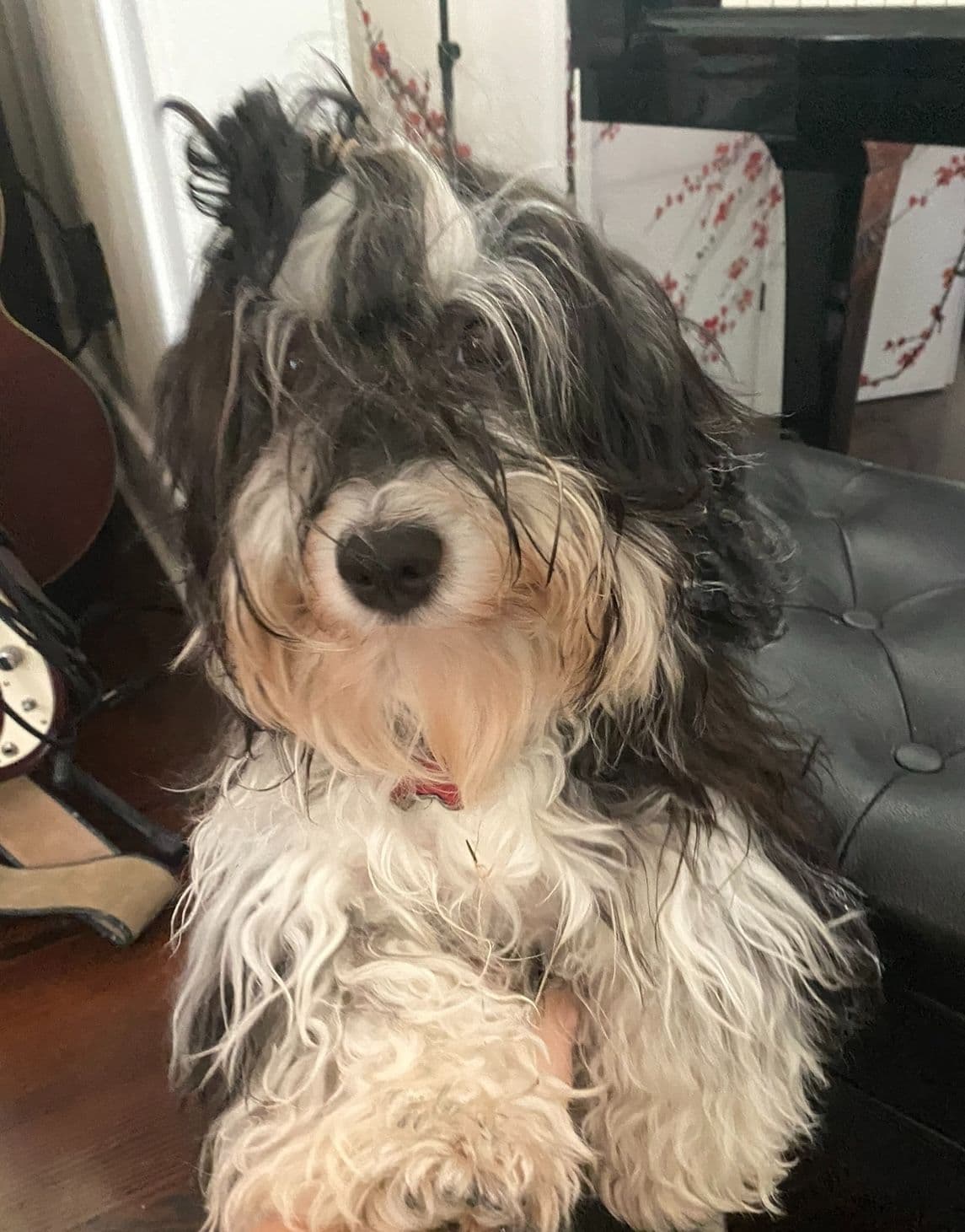 Havanese Puppies breeder image 2