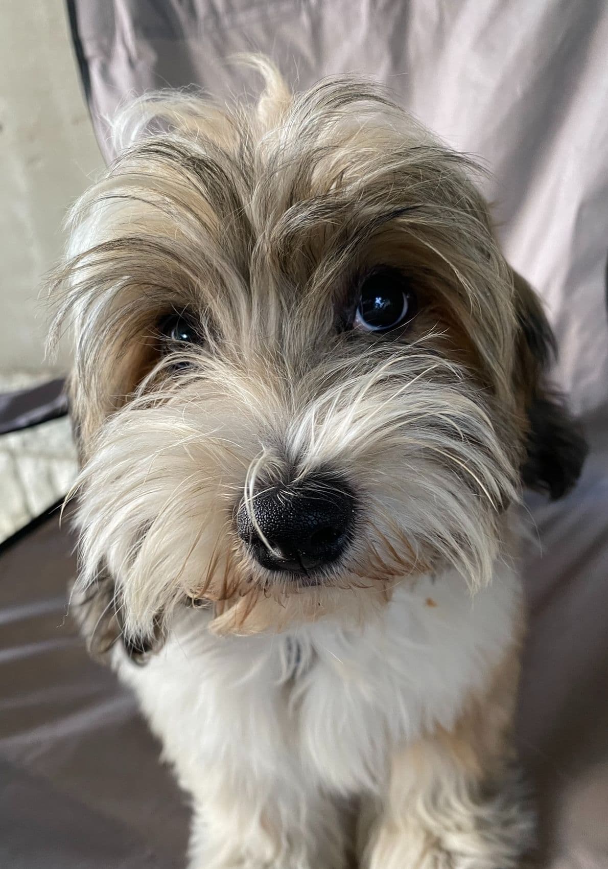 Havanese Puppies breeder image 3