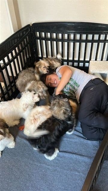 Havanese Puppies media 3