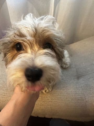 Havanese Puppies media 4
