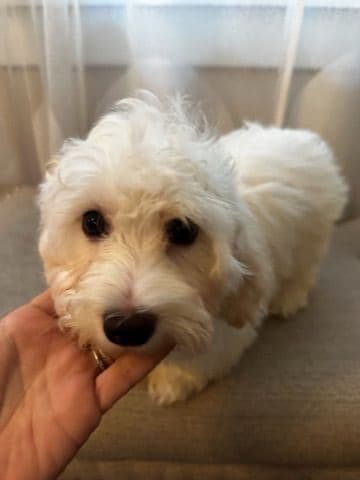 Havanese Puppies media 5