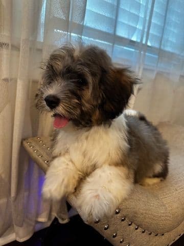 Havanese Puppies media 6