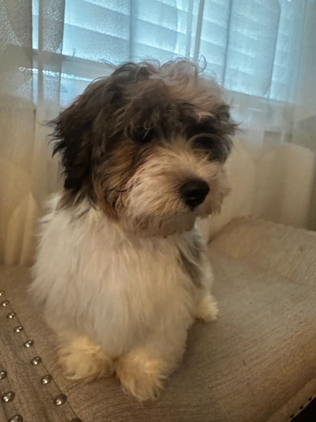 Havanese Puppies media 7