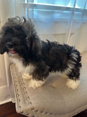 Havanese Puppies media 8