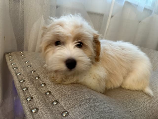Havanese Puppies media 9