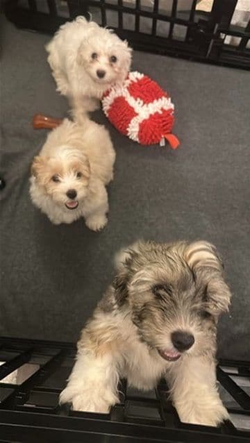 Havanese Puppies breeder image 4