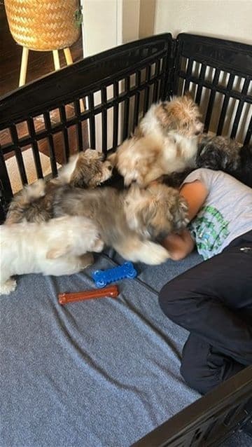 Havanese Puppies breeder image 5