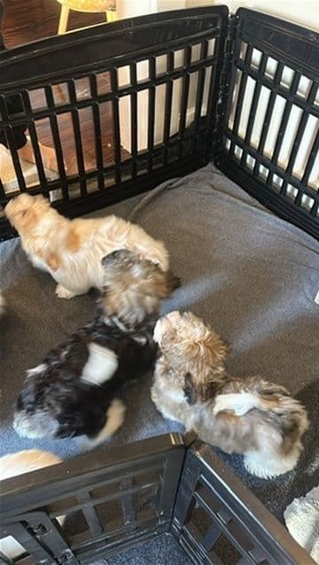 Havanese Puppies breeder image 7