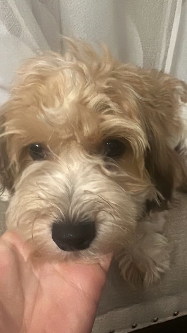 Havanese Puppies media 11