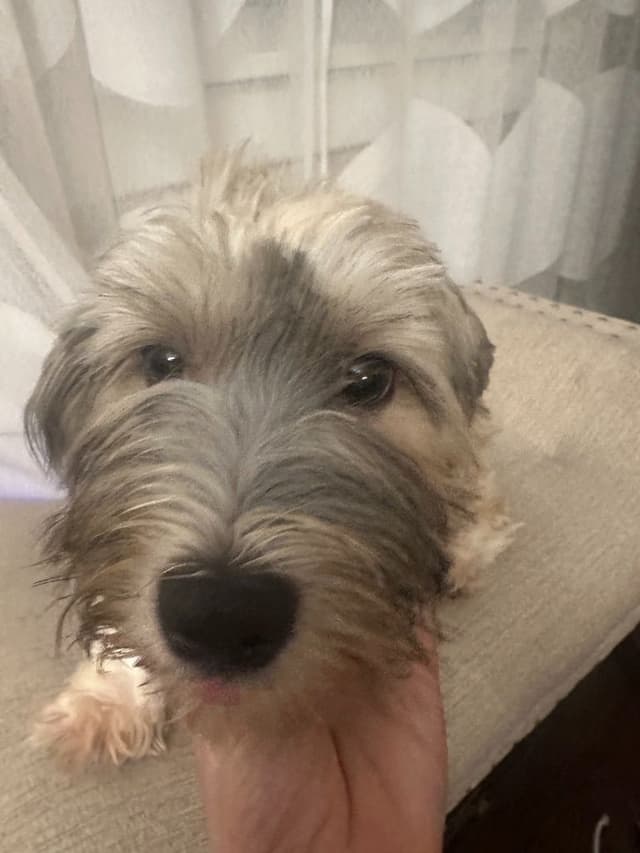 Havanese Puppies media 12