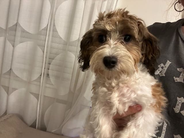 Havanese Puppies media 13