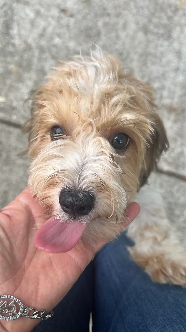 Havanese Puppies media 14