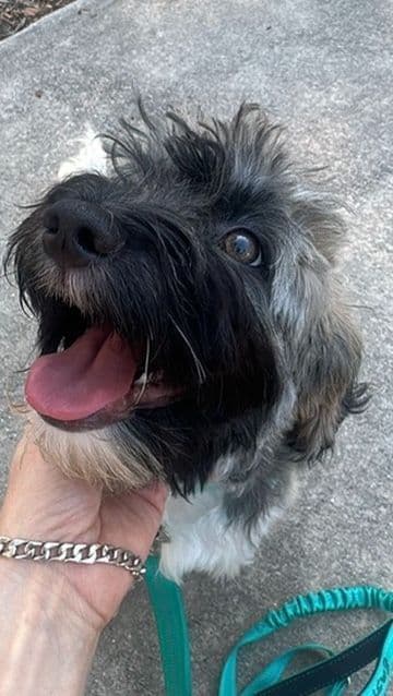 Havanese Puppies media 16