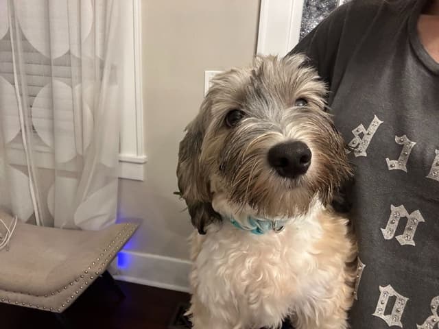 Havanese Puppies media 17