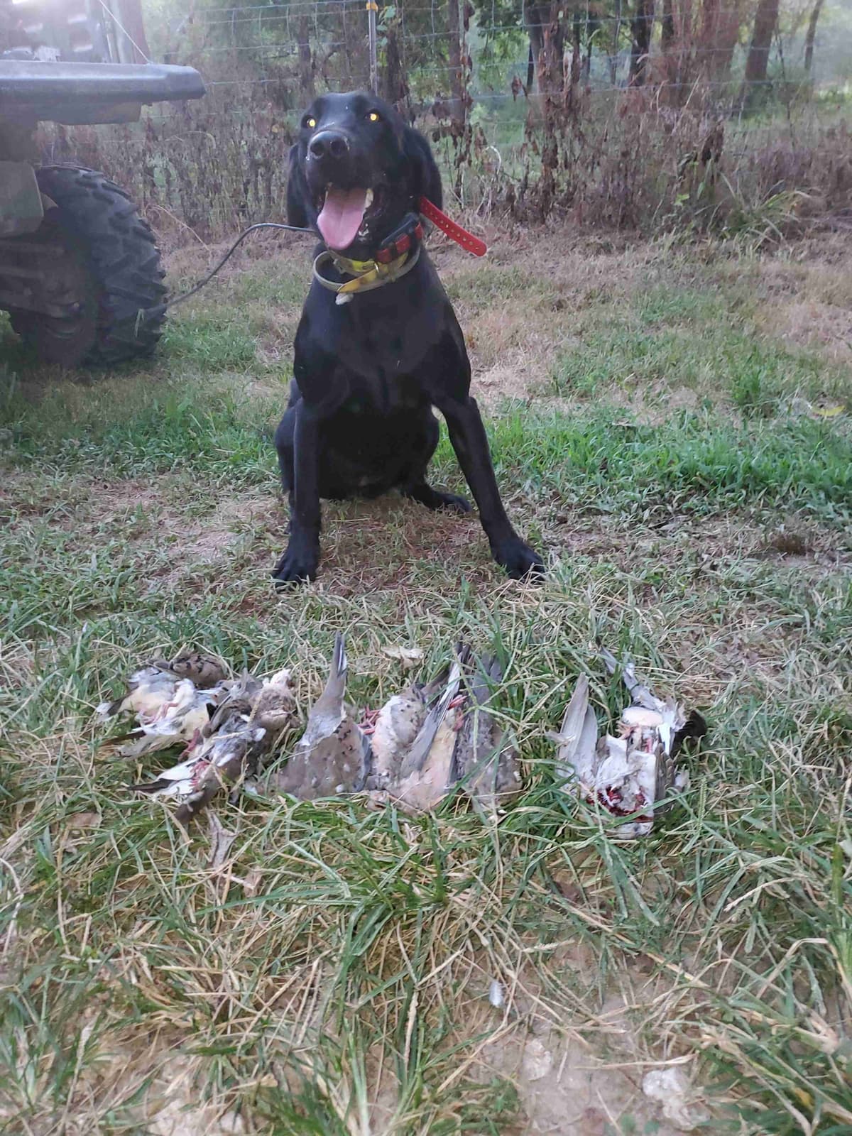 Labrador Retriever Puppies breeder image 1