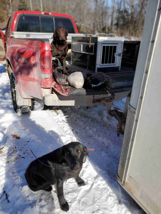 Labrador Retriever Puppies media 5