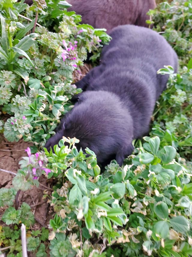 Labrador Retriever Puppies media 11