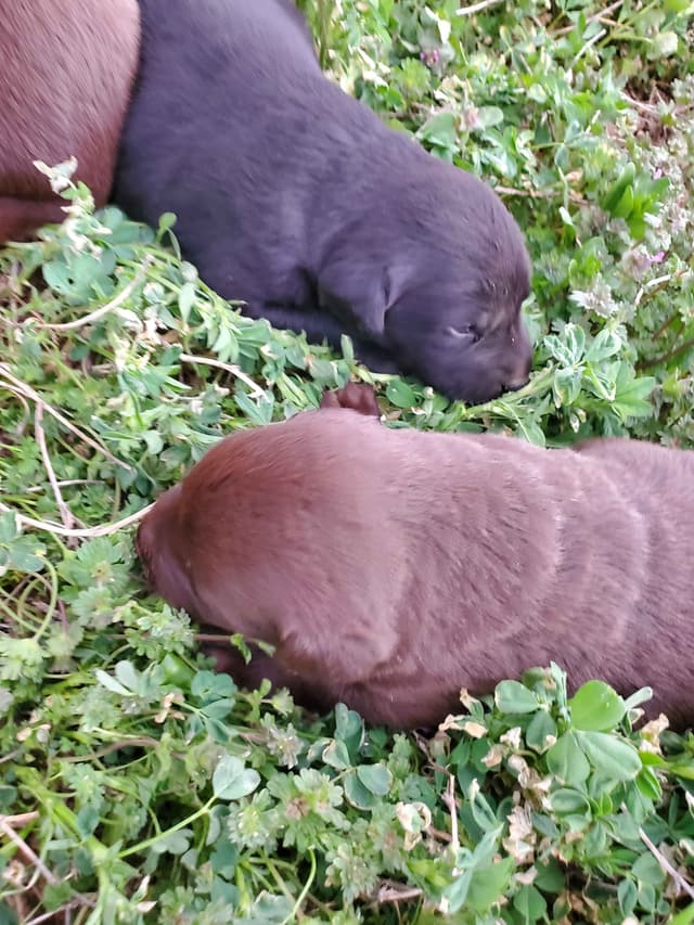Labrador Retriever Puppies media 12