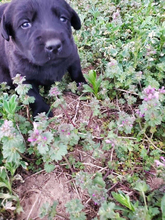 Labrador Retriever Puppies media 13