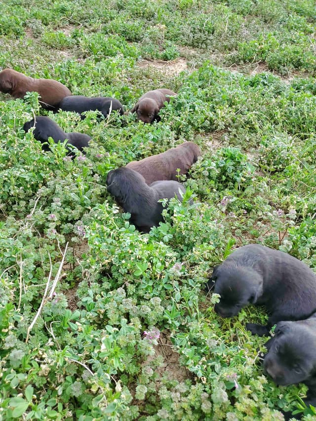 Labrador Retriever Puppies media 14