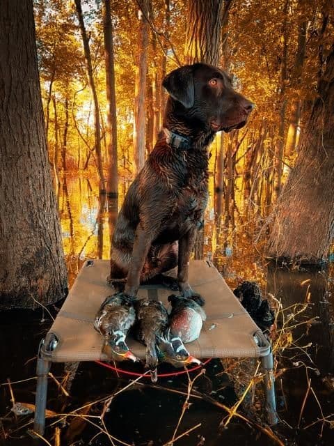 Labrador Retriever Puppies media 15
