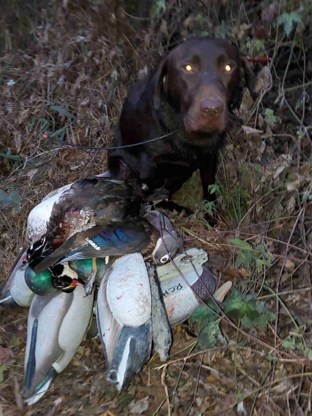 Labrador Retriever Puppies media 20