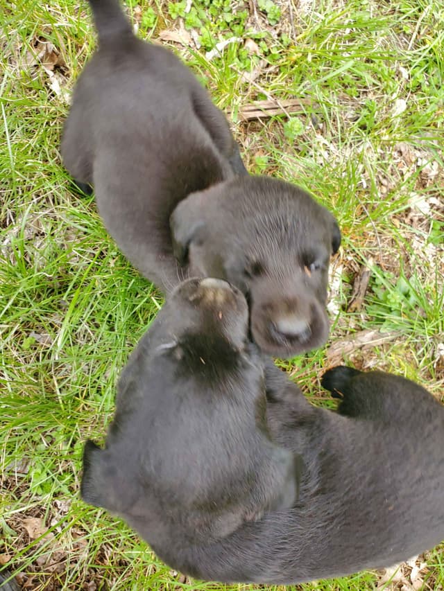 Labrador Retriever Puppies media 24