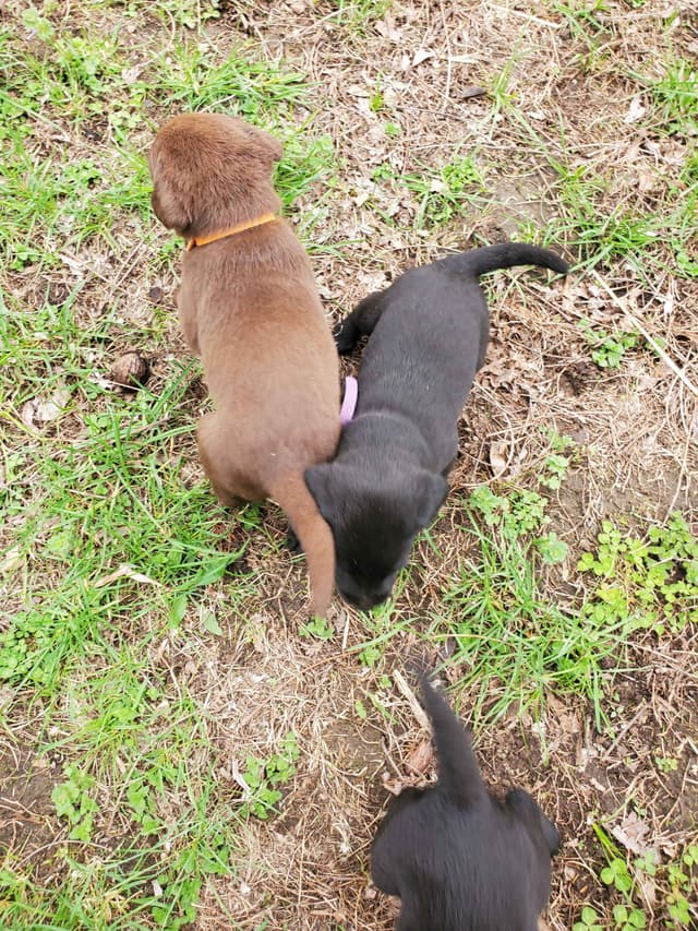 Labrador Retriever Puppies media 25