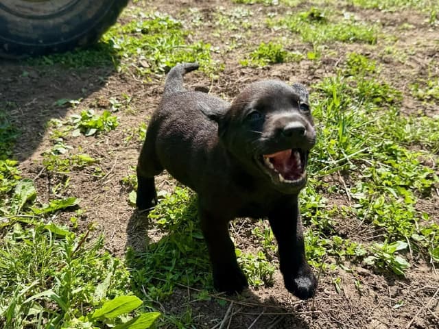 Labrador Retriever Puppies media 26