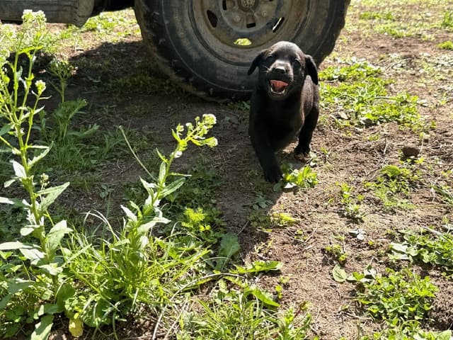 Labrador Retriever Puppies media 27