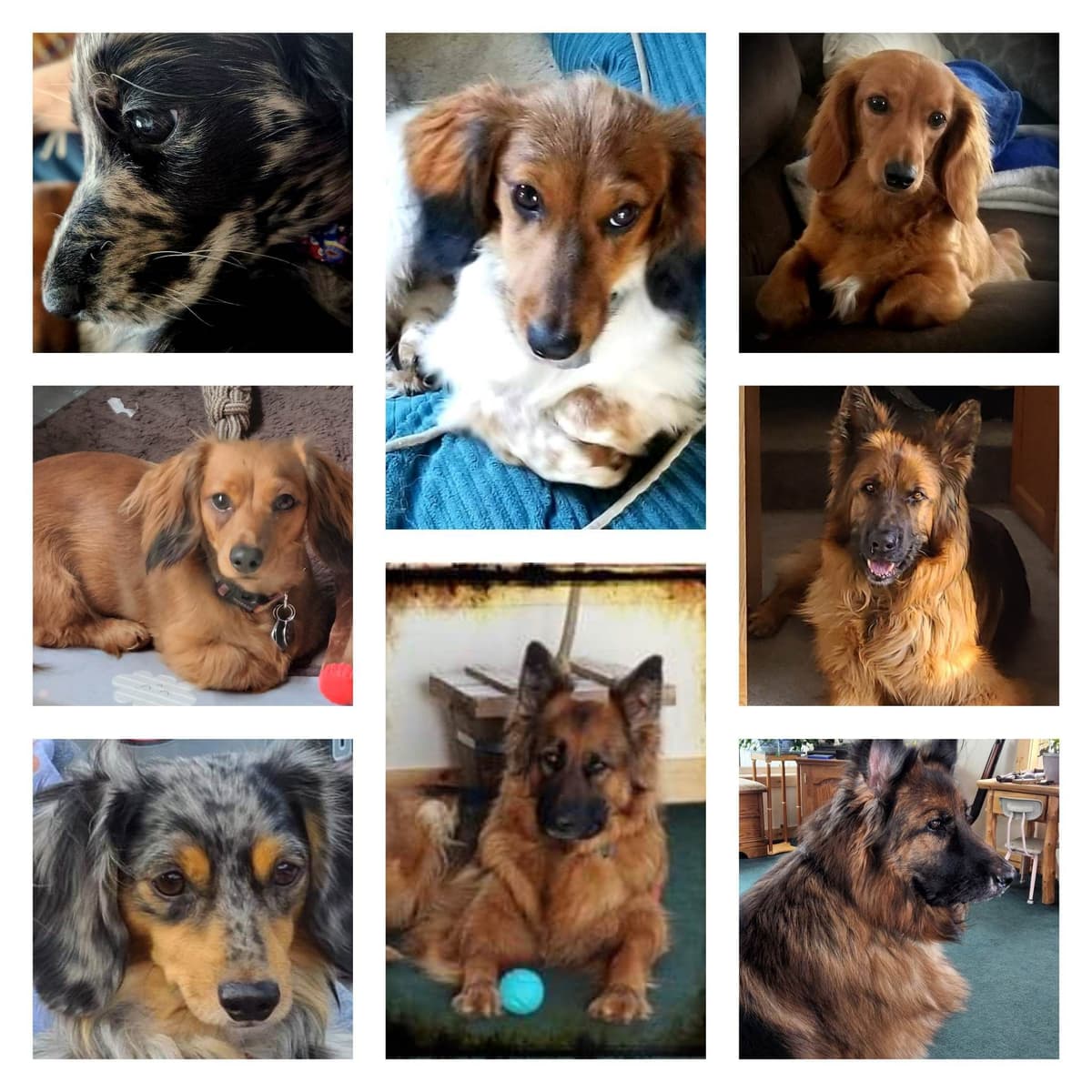 Dachshund Puppies breeder image 1