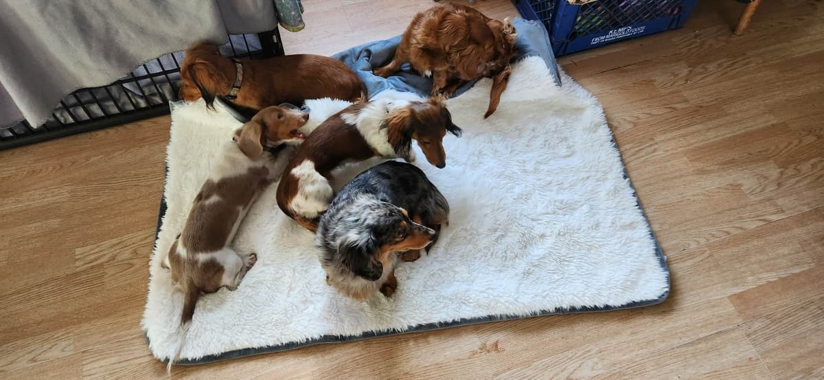 Dachshund Puppies breeder image 2