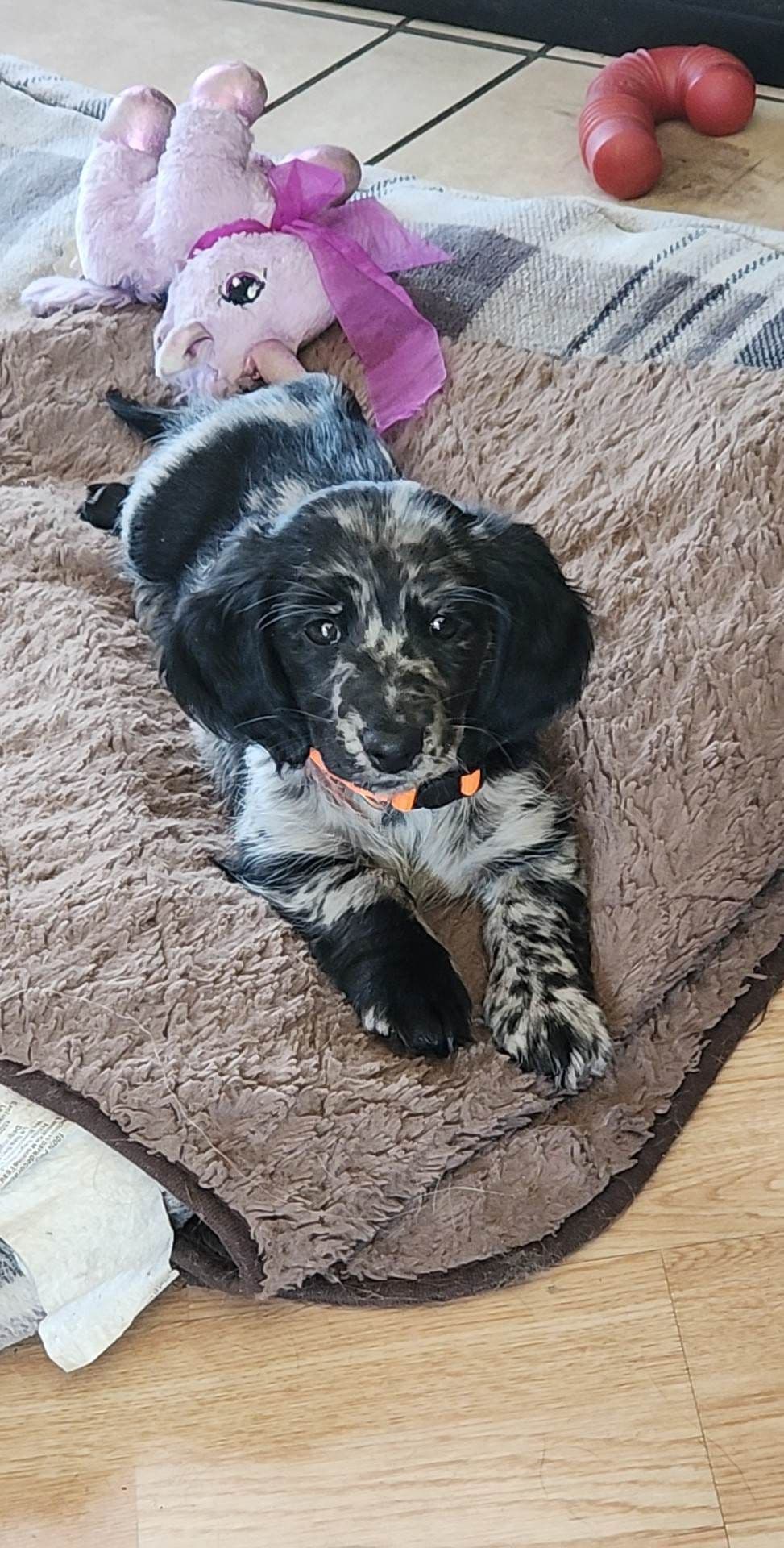 Dachshund Puppies breeder image 4