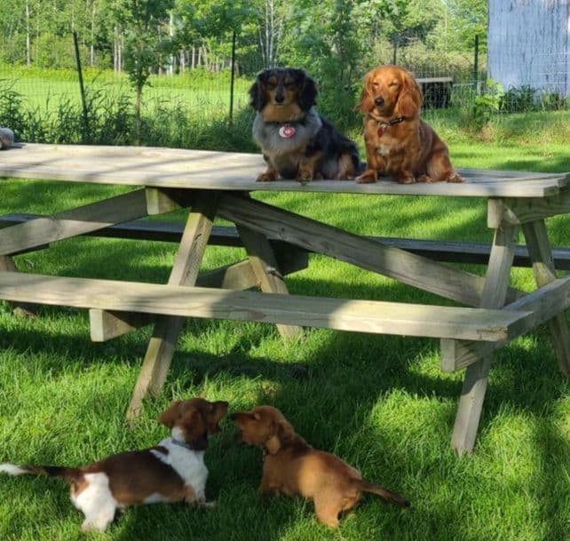 Dachshund Puppies breeder image 3