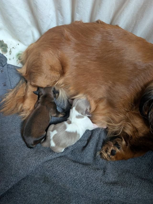 Dachshund Puppies media 2