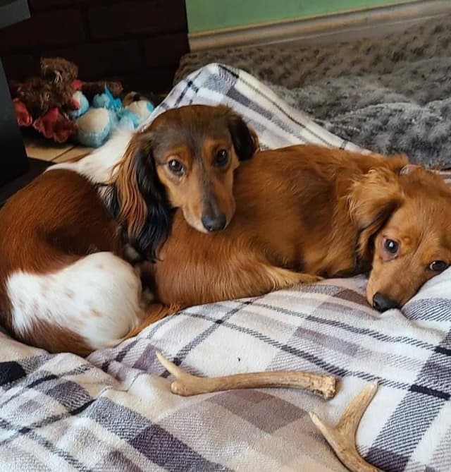 Dachshund Puppies media 3