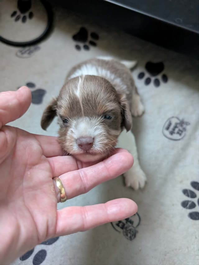 Dachshund Puppies media 5