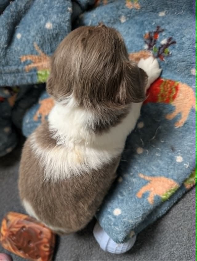 Dachshund Puppies media 7