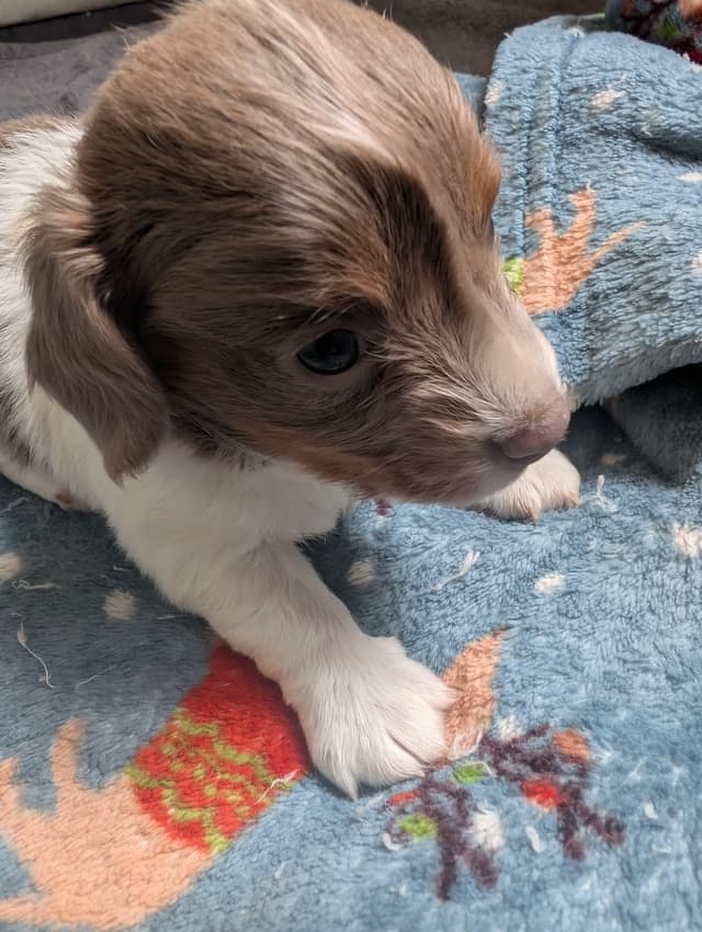 Dachshund Puppies media 8