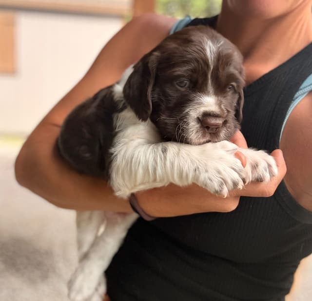 English Springer Spaniel Puppies media 2