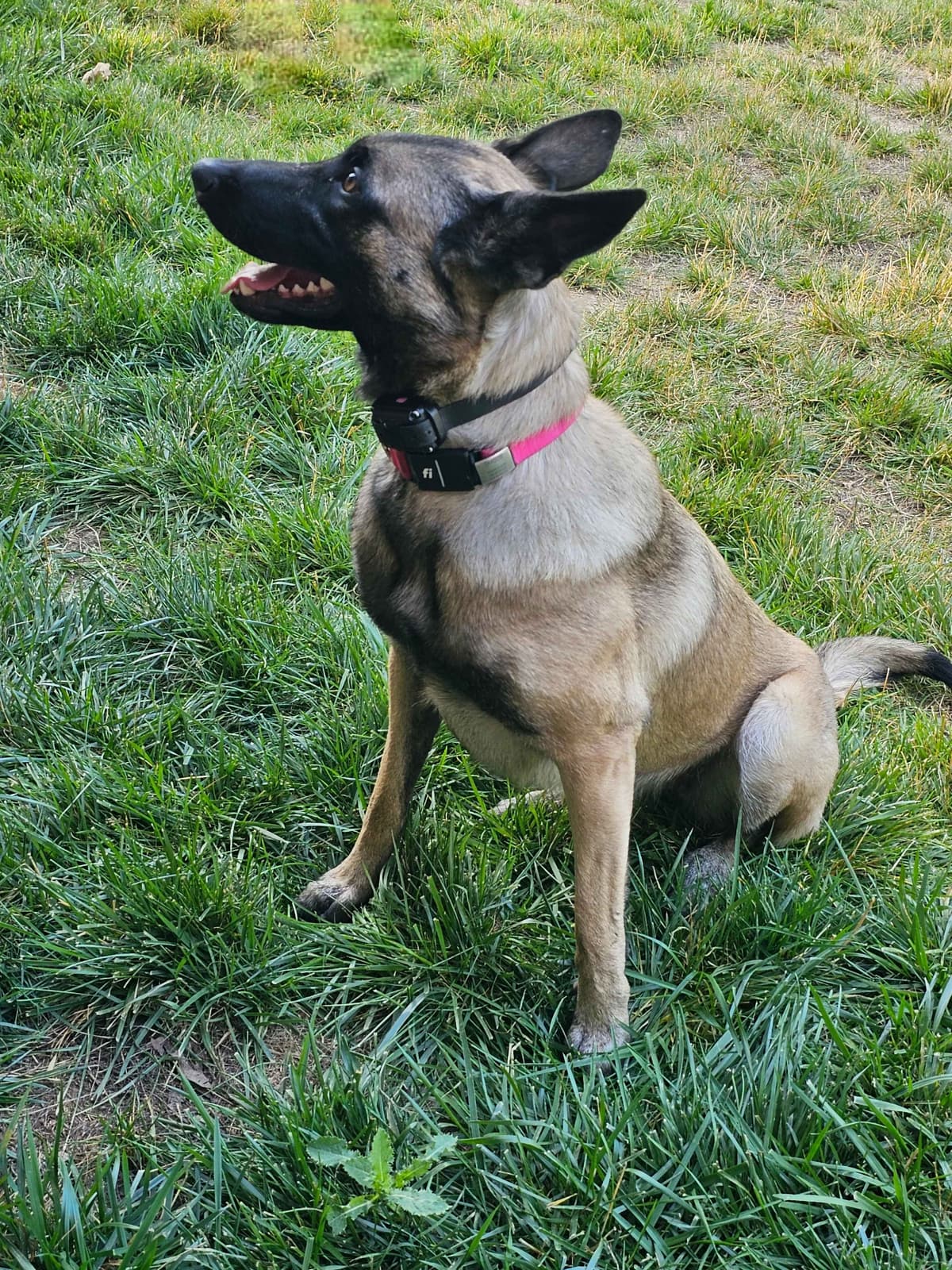 Belgian Malinois Puppies Ready 8/22/26 breeder image 4