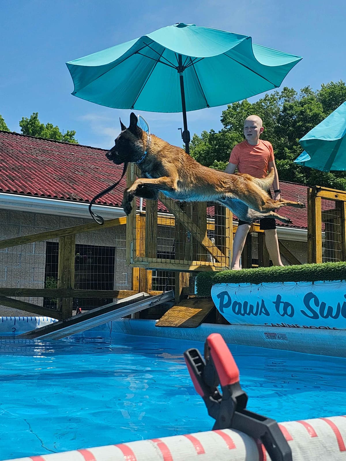 Belgian Malinois Puppies Ready 8/22/26 breeder image 7