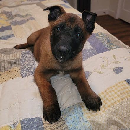 Belgian Malinois Puppies Ready 8/22/26 breeder image 8