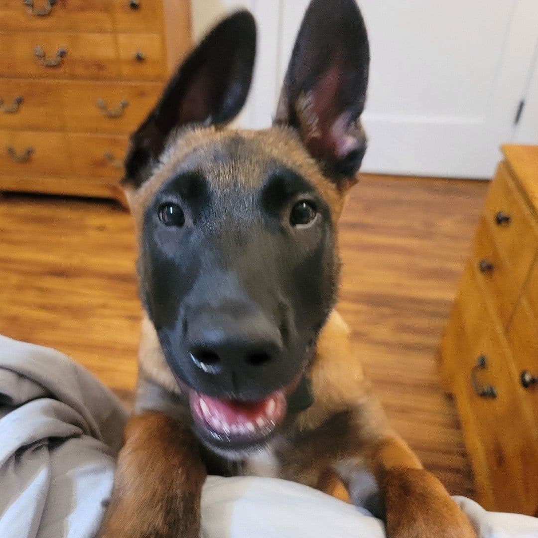 Belgian Malinois Puppies Ready 8/22/26 breeder image 9