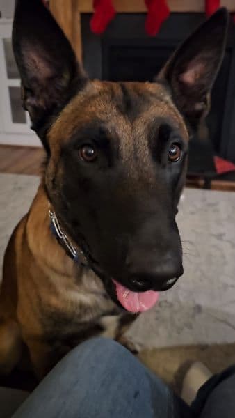 Belgian Malinois Puppies Ready 8/22/26 breeder image 10