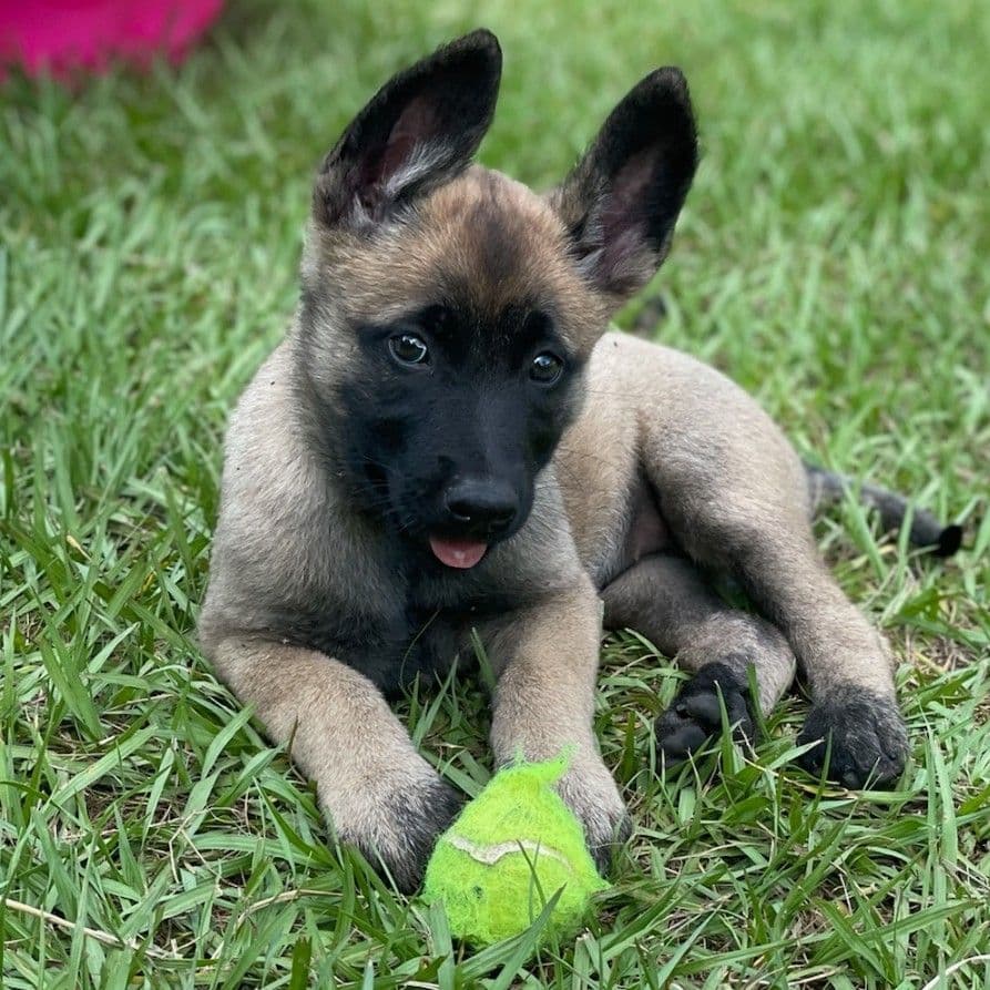 Belgian Malinois Puppies Ready 8/22/26 breeder image 12