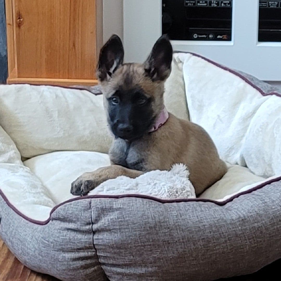 Belgian Malinois Puppies Ready 8/22/26 breeder image 13